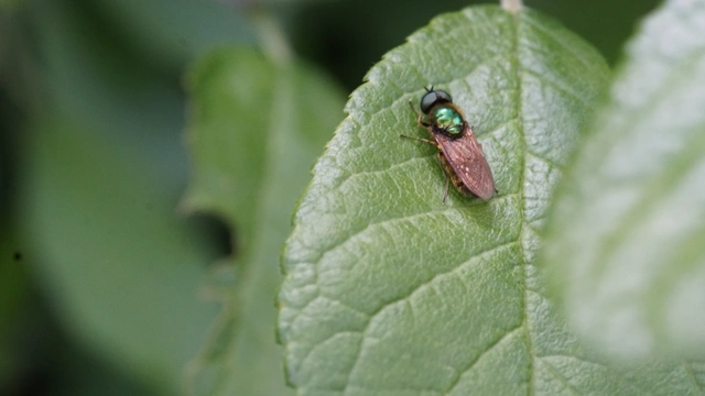 Chloromyia formosa - közönséges fémeslégy
