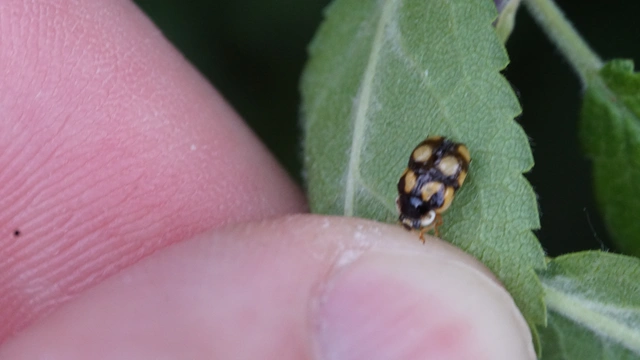 Adalia decempunctata - tízpettyes katica