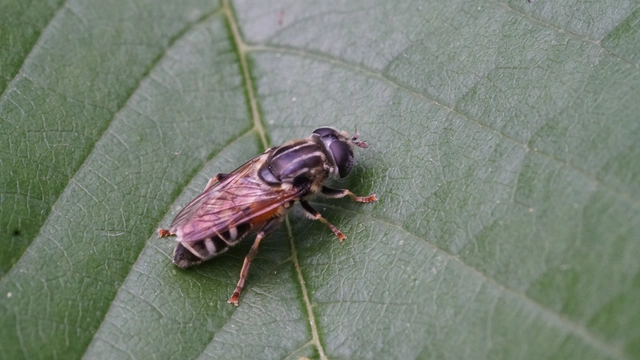 Merodon