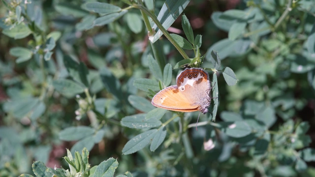 Coenonympha arcania - fehéröves szénalepke
