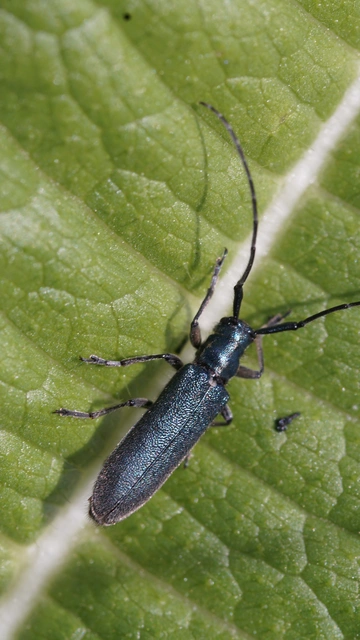 Agapanthia viti