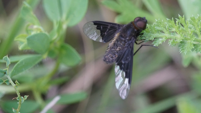 Hemipenthes morio - közönséges gyászlégy