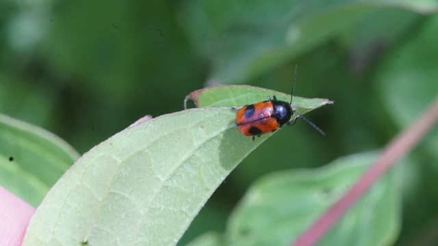 Cryptocephalus bipunctatus - kétpettyes zömökbogár