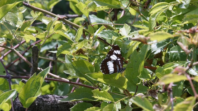 Neptis rivularis - nagy fehérsávoslepke