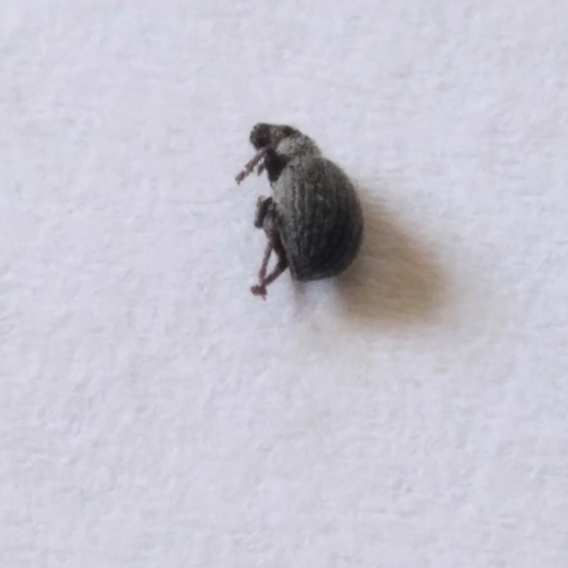 Foucartia squamulata - közönséges törpebarkó