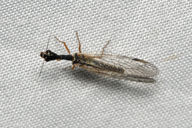 Raphidioptera - Tevenyakú-fátyolkák