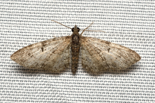 Eupithecia abbreviata - korai törpearaszoló