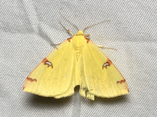 Opisthograptis luteolata - citromsárga araszoló