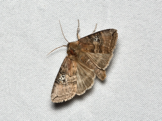 Tethea ocularis - pápaszemes pihésszövő