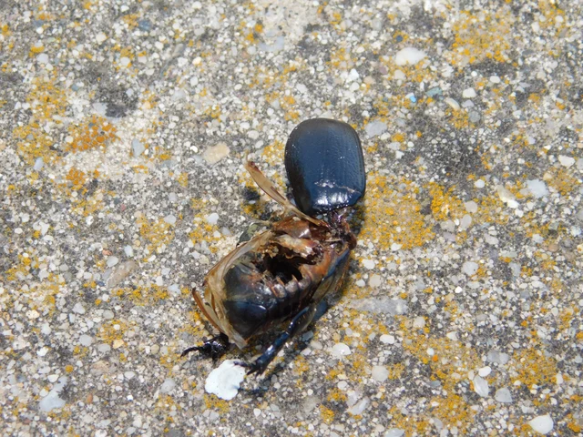 Pentodon idiota - butabogár