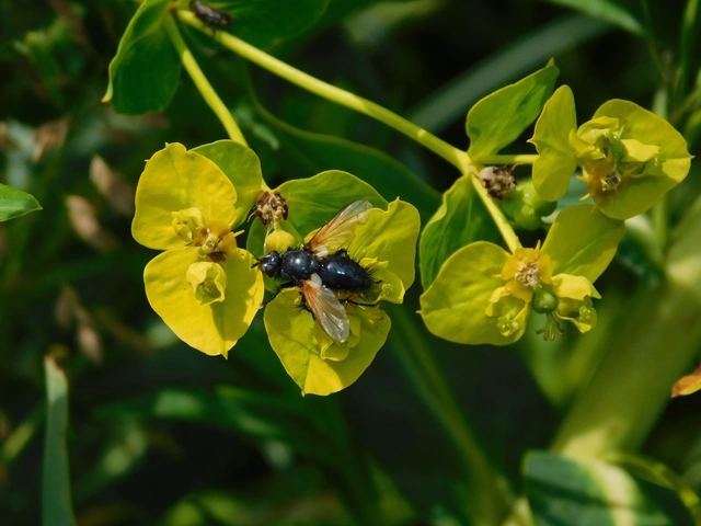 Zophomyia temula