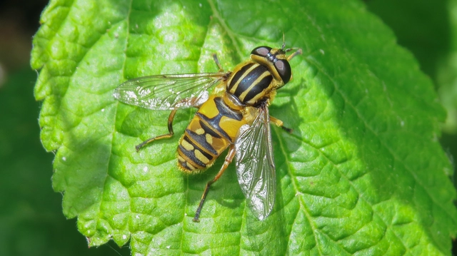 Helophilus pendulus - közönséges mocsárilégy