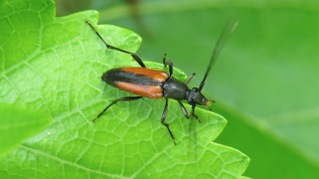 Stenurella melanura - feketevégű karcsúcincér