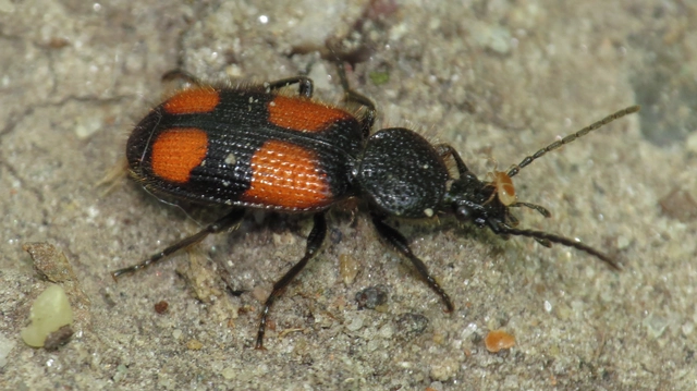 Panagaeus bipustulatus - kis keresztesfutó
