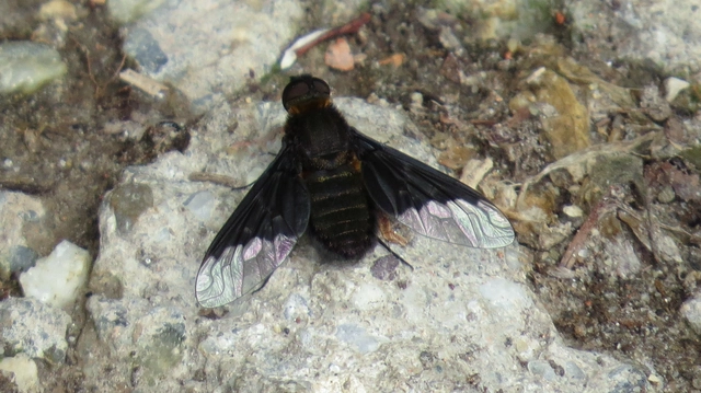 Hemipenthes morio - közönséges gyászlégy