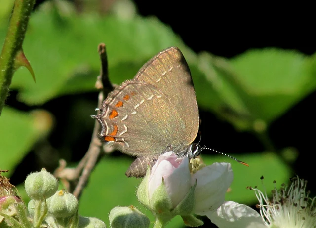 Satyrium ilicis - tölgyfa-csücsköslepke
