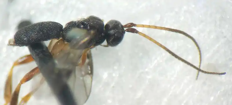 Phanerotomella bisulcata