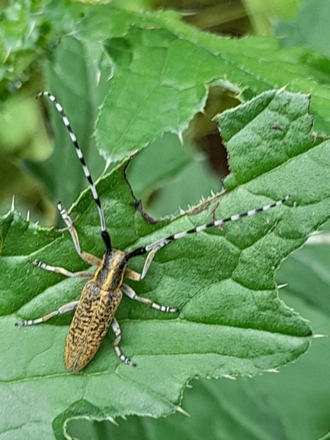 Agapanthia villosoviridescens - fehérgyűrűs bogáncscincér