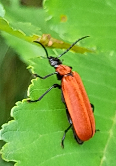 Pyrochroa coccinea - nagy bíborbogár