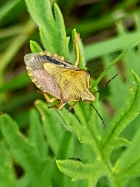 Carpocoris Carpocoris