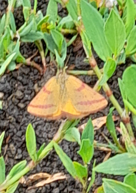 Lythria purpuraria - bíborsávos araszoló