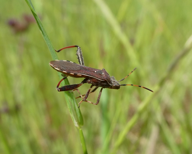 Camptopus lateralis - görbelábú karimáspoloska