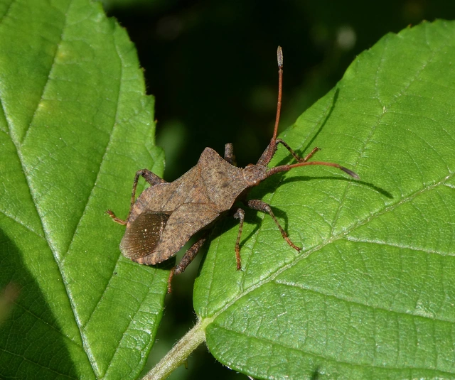 Coreus marginatus - közönséges karimáspoloska