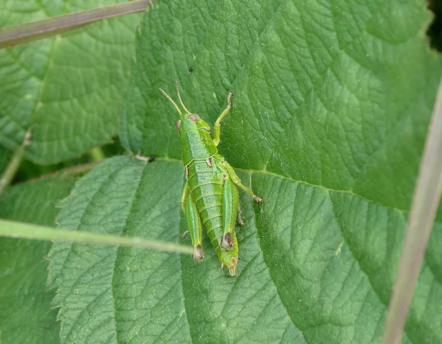 Odontopodisma decipiens - déli hegyisáska