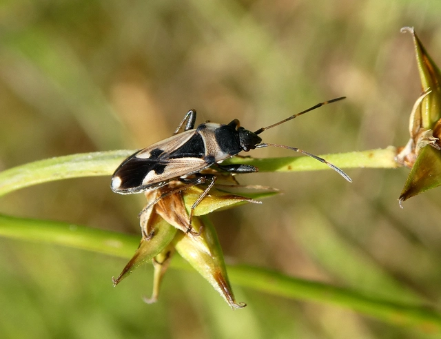 Raglius confusus