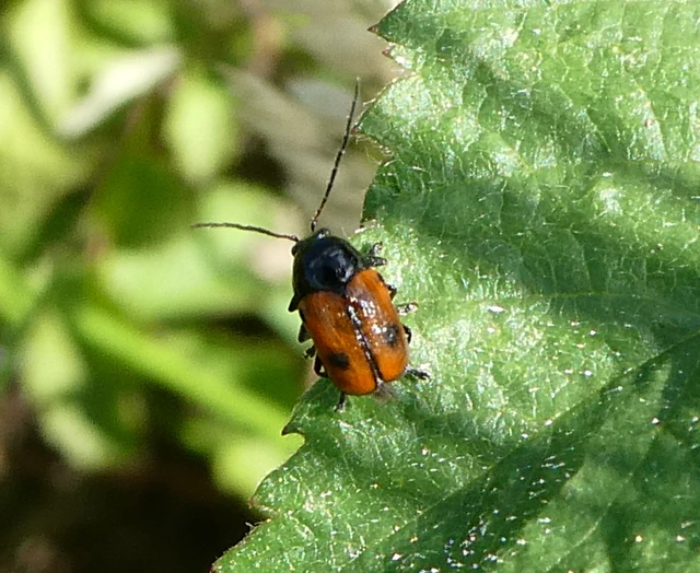 Cryptocephalus bipunctatus - kétpettyes zömökbogár