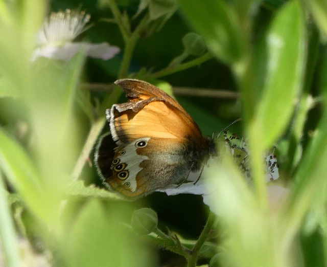 Coenonympha arcania - fehéröves szénalepke