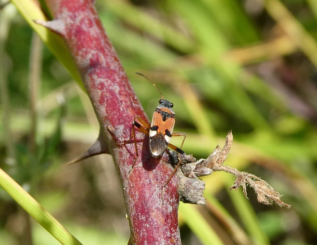 Beosus quadripunctatus - pettyes homokibodobács