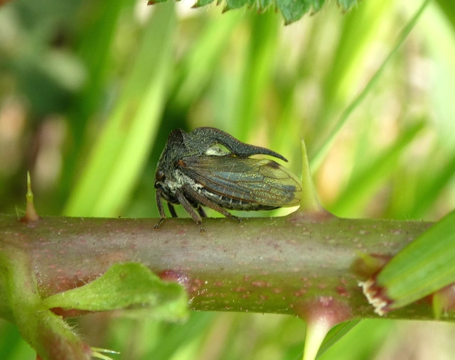 Centrotus cornutus - szarvaskabóca