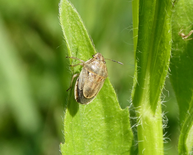 Neottiglossa leporina - sárgahasú címerespoloska Neottiglossa leporina - sárgahasú címerespoloska