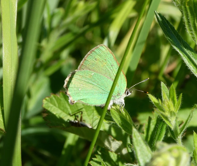 Callophrys rubi - zöldfonákú lepke