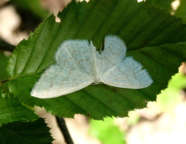 Scopula floslactata - tejfehér sávosaraszoló