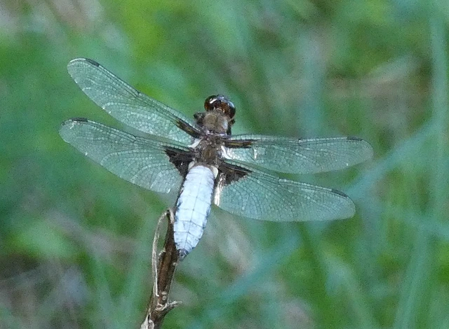 Libellula depressa - széles laposacsa