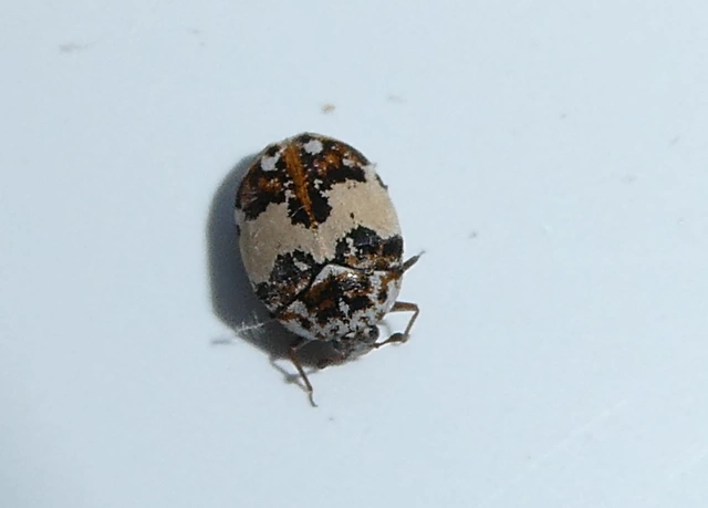 Anthrenus isabellinus