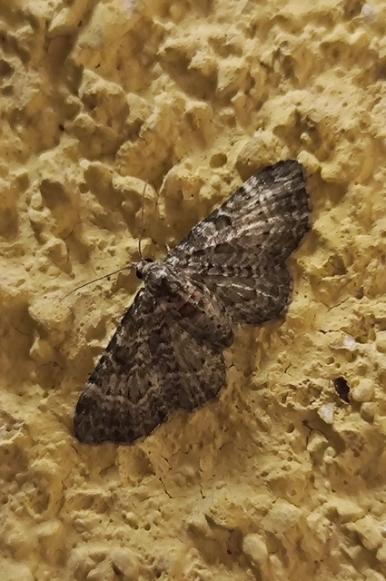 Pasiphila chloerata - hamvas törpearaszoló