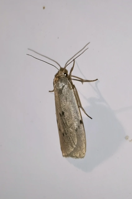Pelosia muscerda - hamvas zuzmószövő