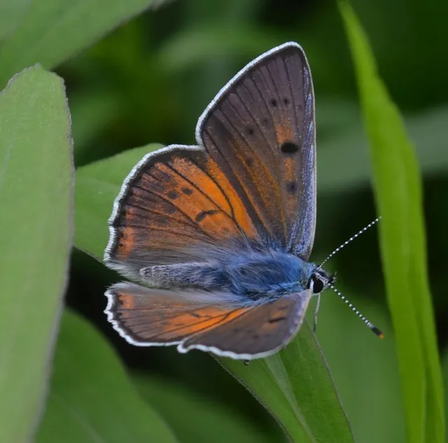 Lycaena alciphron - ibolyás tűzlepke