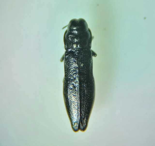 Aphanisticus emarginatus - szegélyes törpedíszbogár