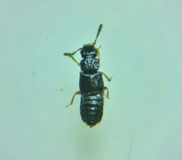 Anotylus tetracarinatus - rovátkás korhóholyva