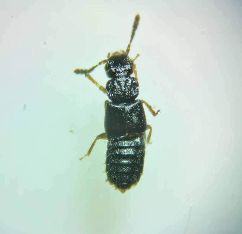 Anotylus tetracarinatus - rovátkás korhóholyva