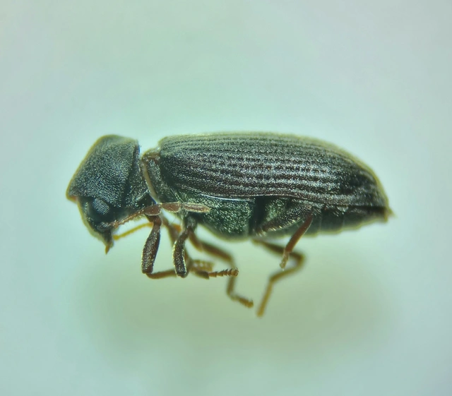 Ptinidae - tolvajbogarak