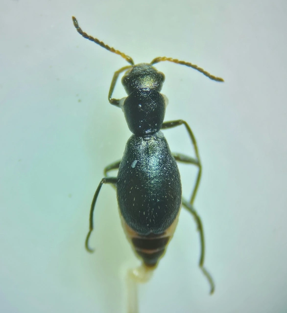 Charopus flavipes - erdei bibircsesbogár