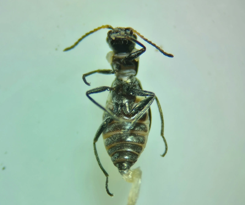 Charopus flavipes - erdei bibircsesbogár