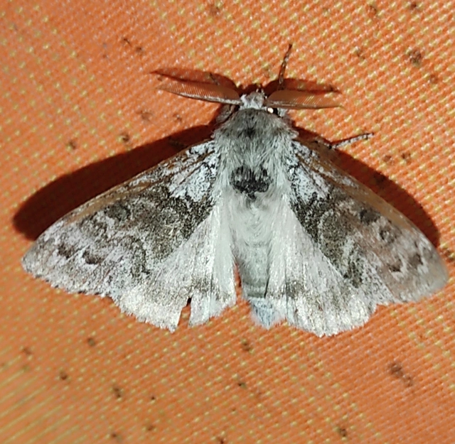 Calliteara pudibunda - hamvasszövő
