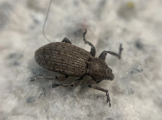 Hypera diversipunctata - nyúlánk pikkelyesormámyos