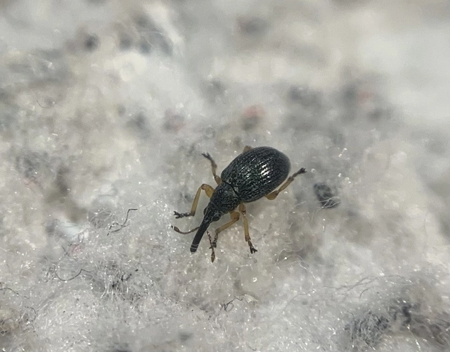 Pseudapion rufirostre - vörösorrú cickányormányos Pseudapion rufirostre - vörösorrú cickányormányos
